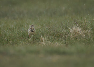 Der Wiesenpieper – Vogelfoto von Stefan Berghoff, Bild 4
