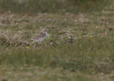 Der Wiesenpieper – Vogelfoto von Stefan Berghoff, Bild 3