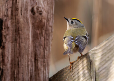 Das Wintergoldhähnchen – Vogelfoto von Stefan Berghoff, Bild 5
