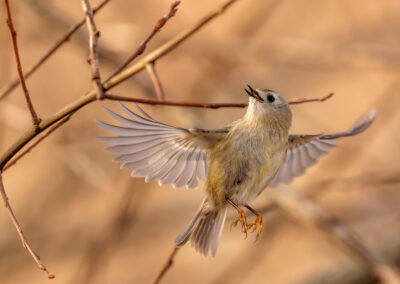 Das Wintergoldhähnchen – Vogelfoto von Stefan Berghoff, Bild 4
