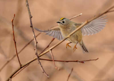 Das Wintergoldhähnchen – Vogelfoto von Stefan Berghoff, Bild 3