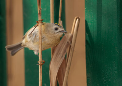 Das Wintergoldhähnchen – Vogelfoto von Stefan Berghoff, Bild 2