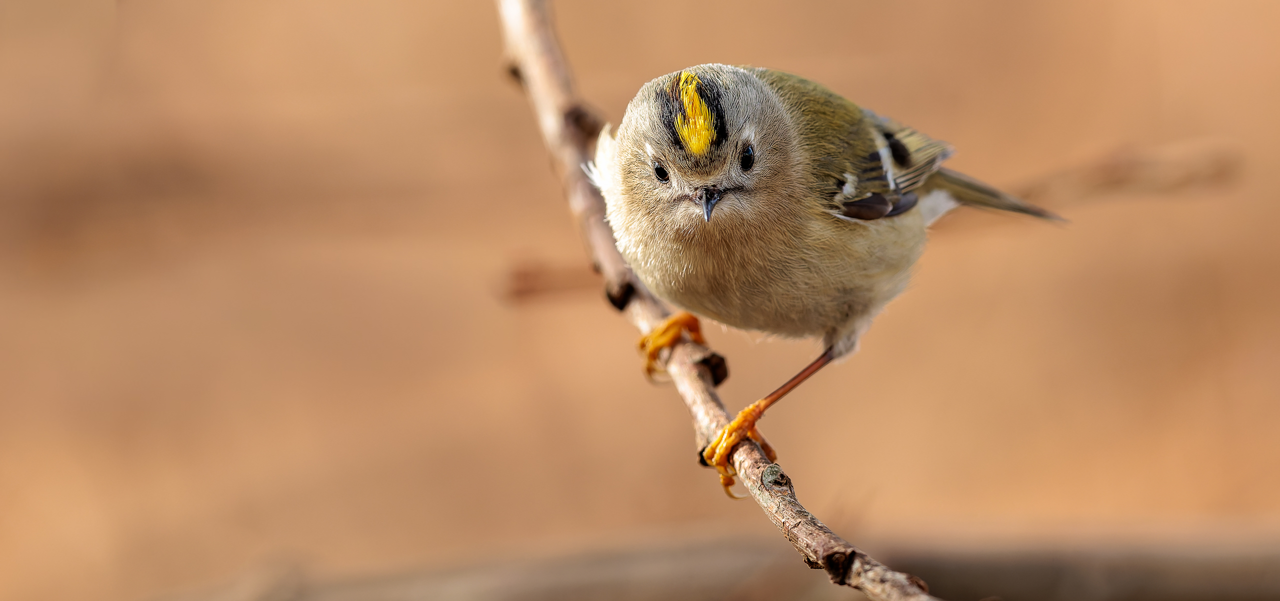 Wintergoldhähnchen