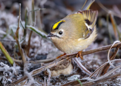 Das Wintergoldhähnchen – Vogelfoto von Stefan Berghoff, Bild 11