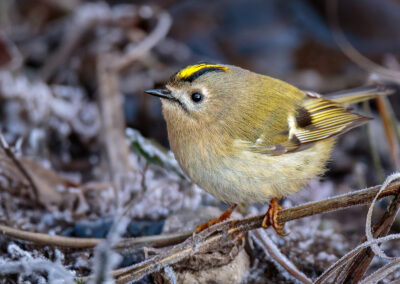 Das Wintergoldhähnchen – Vogelfoto von Stefan Berghoff, Bild 10