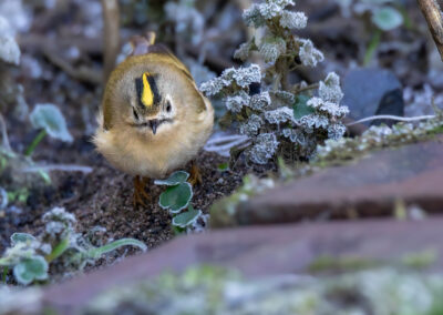 Das Wintergoldhähnchen – Vogelfoto von Stefan Berghoff, Bild 9