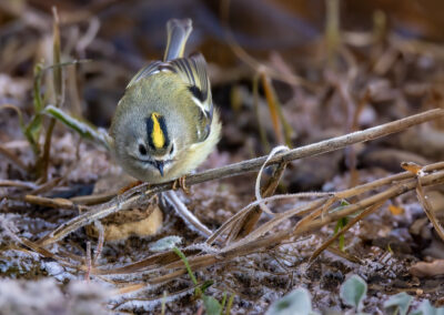 Das Wintergoldhähnchen – Vogelfoto von Stefan Berghoff, Bild 7