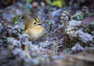 Das Wintergoldhähnchen – Vogelfoto von Stefan Berghoff, Bild 8