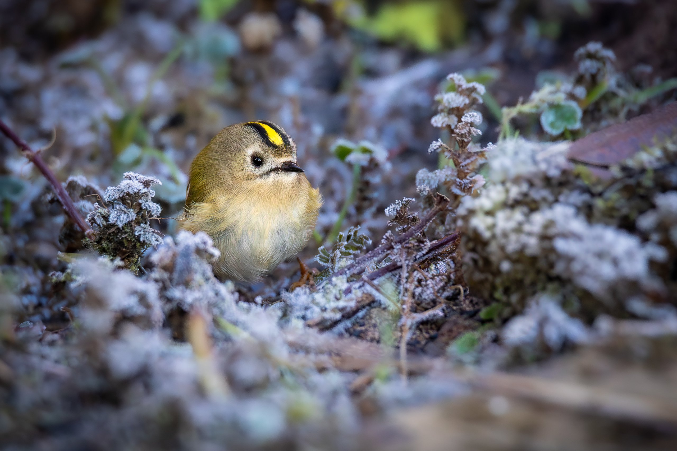 Wintergoldhähnchen 1