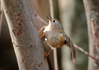 Das Wintergoldhähnchen – Vogelfoto von Stefan Berghoff, Bild 1