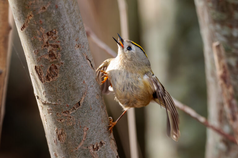 Wintergoldhähnchen 2