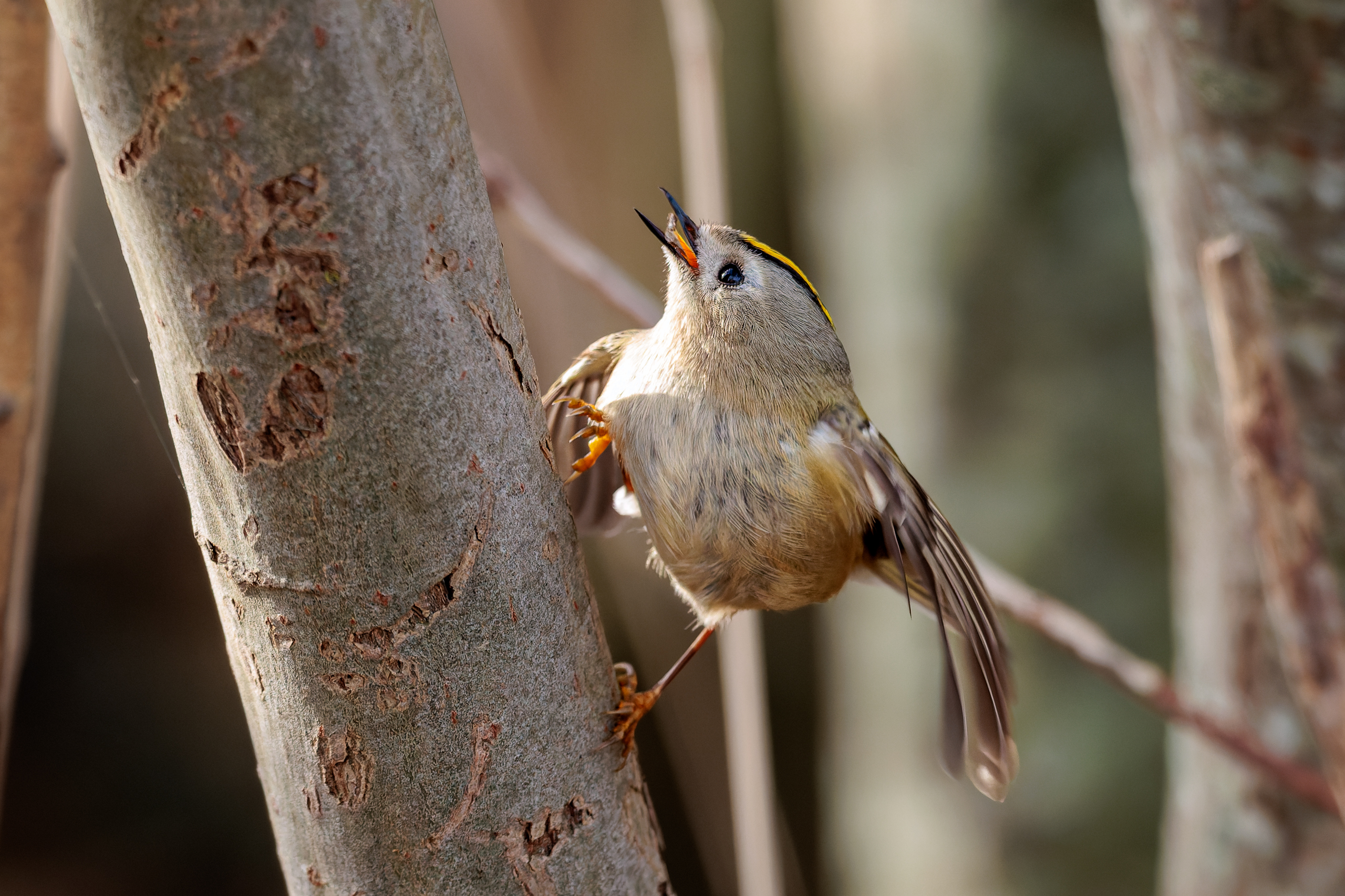 Wintergoldhähnchen 2