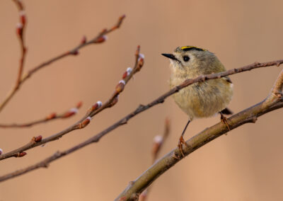 Das Wintergoldhähnchen – Vogelfoto von Stefan Berghoff, Bild 6