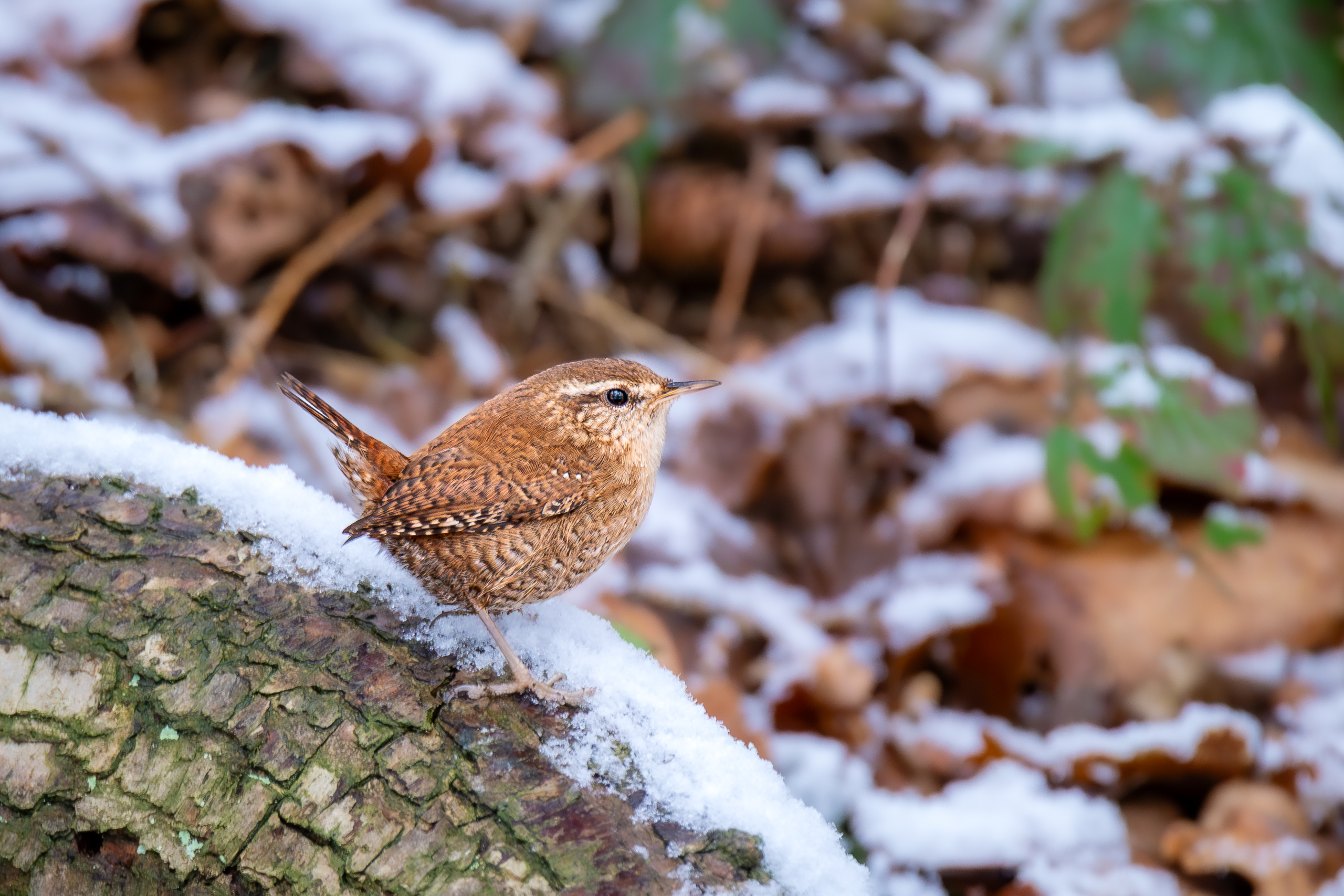 R5II9389-DxO_DeepPRIME XD2s Der Zaunkönig (Troglodytes troglodytes) – Vogelfoto von Stefan Berghoff