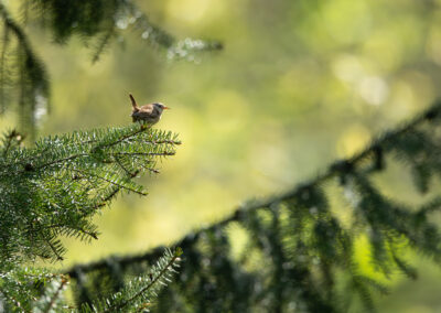 Der Zaunkönig – Vogelfoto von Stefan Berghoff, Bild 5