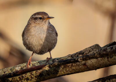 Der Zaunkönig – Vogelfoto von Stefan Berghoff, Bild 3