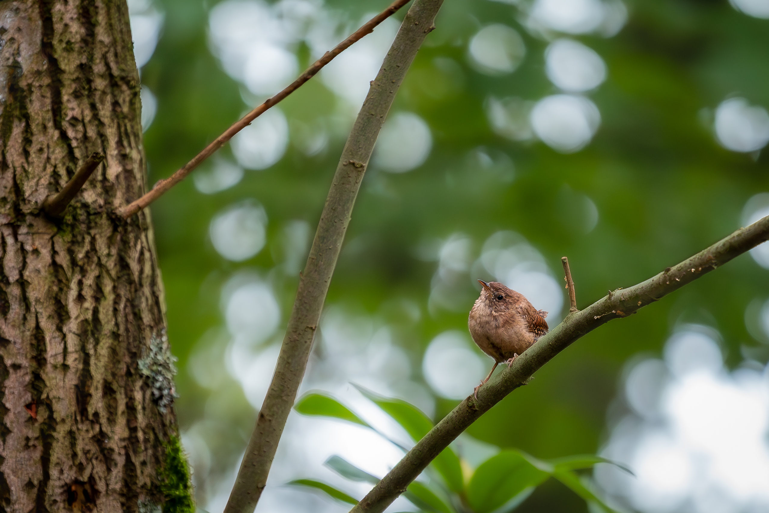 R5II9268-DxO_DeepPRIME XD2s Der Zaunkönig (Troglodytes troglodytes) – weiteres Foto von Stefan Berghoff