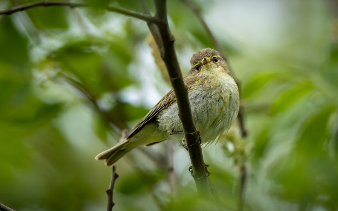 Der Zilpzalp (Phylloscopus collybita) – Vogelfoto von Stefan Berghoff