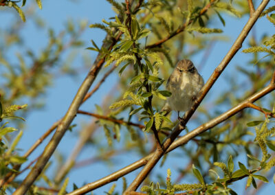 Der Zilpzalp – Vogelfoto von Stefan Berghoff, Bild 8