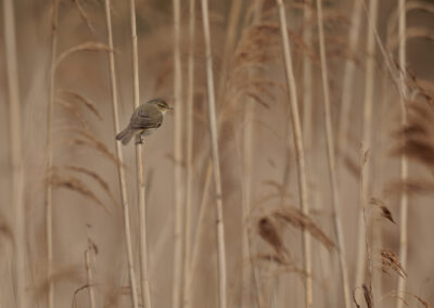 Der Zilpzalp – Vogelfoto von Stefan Berghoff, Bild 6