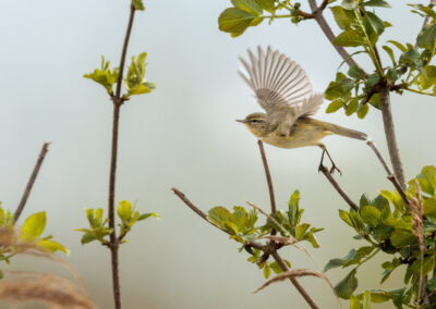 Der Zilpzalp – Vogelfoto von Stefan Berghoff, Bild 5