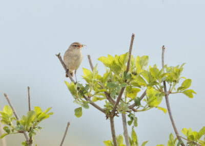 Der Zilpzalp – Vogelfoto von Stefan Berghoff, Bild 4