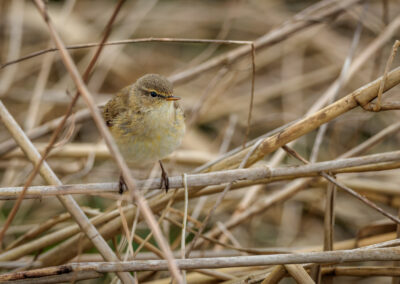Der Zilpzalp – Vogelfoto von Stefan Berghoff, Bild 3