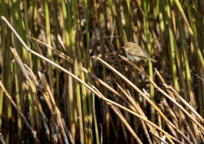 Der Zilpzalp – Vogelfoto von Stefan Berghoff, Bild 2