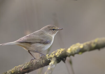 Der Zilpzalp – Vogelfoto von Stefan Berghoff, Bild 14