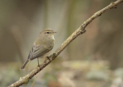 Der Zilpzalp – Vogelfoto von Stefan Berghoff, Bild 13