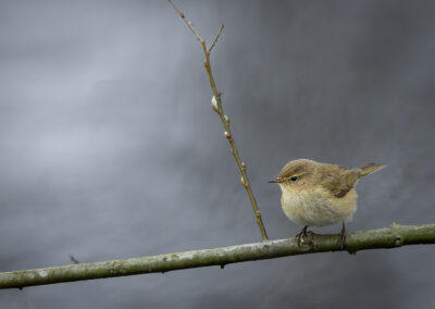 Der Zilpzalp – Vogelfoto von Stefan Berghoff, Bild 12