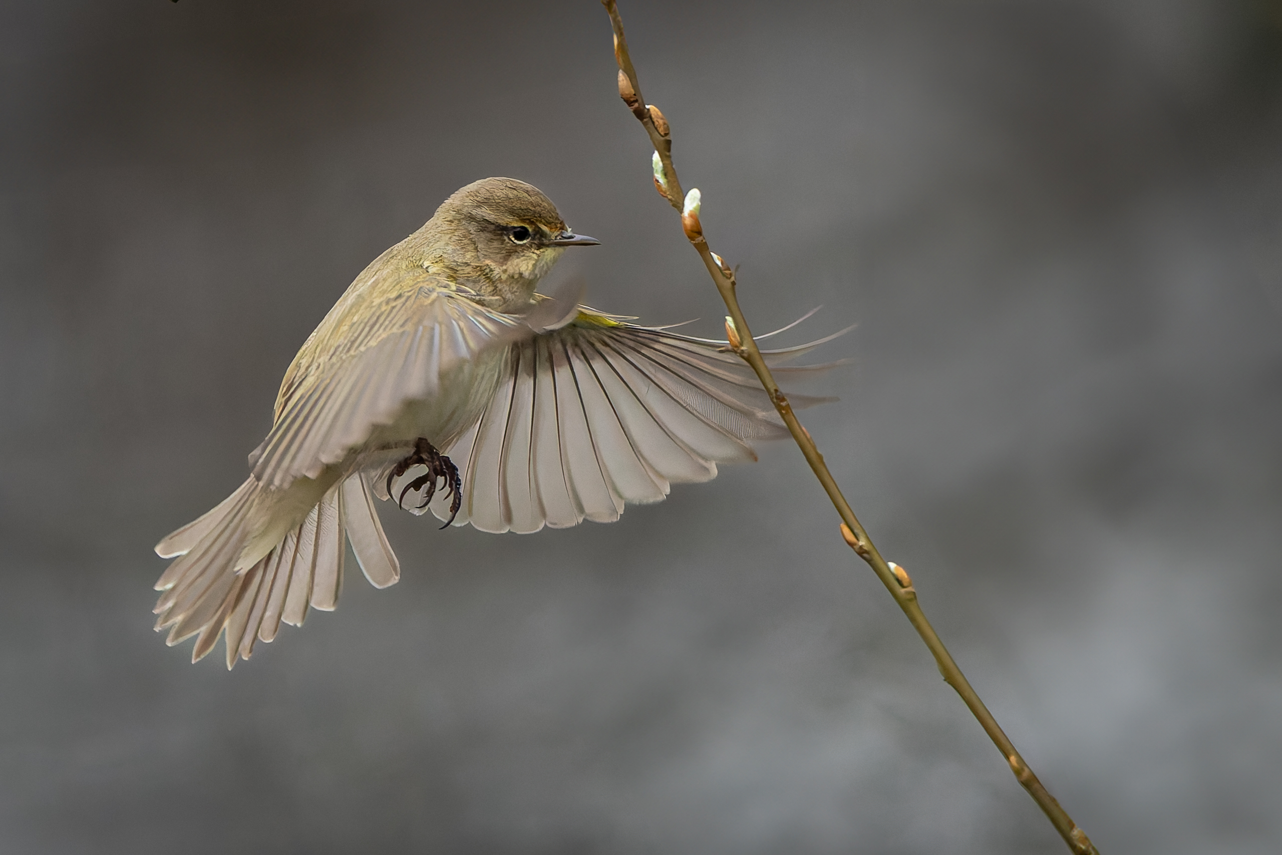 R5II9389-DxO_DeepPRIME XD2s Der Zilpzalp (Phylloscopus collybita) – Vogelfoto von Stefan Berghoff