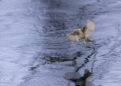 Der Zilpzalp – Vogelfoto von Stefan Berghoff, Bild 11