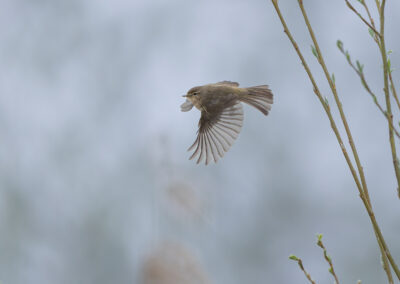 Der Zilpzalp – Vogelfoto von Stefan Berghoff, Bild 10