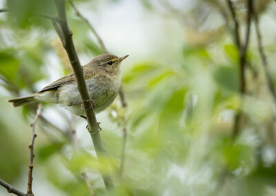 Der Zilpzalp – Vogelfoto von Stefan Berghoff, Bild 9