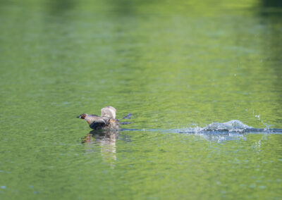 Der Zwergtaucher – Vogelfoto von Stefan Berghoff, Bild 10
