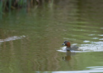 Der Zwergtaucher – Vogelfoto von Stefan Berghoff, Bild 9