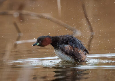 Der Zwergtaucher – Vogelfoto von Stefan Berghoff, Bild 7