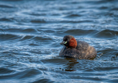 Der Zwergtaucher – Vogelfoto von Stefan Berghoff, Bild 6