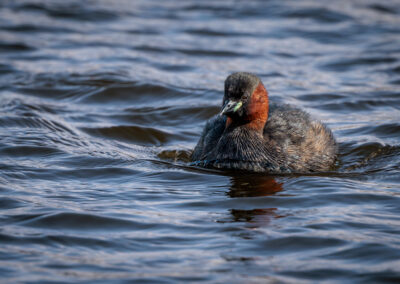Der Zwergtaucher – Vogelfoto von Stefan Berghoff, Bild 5