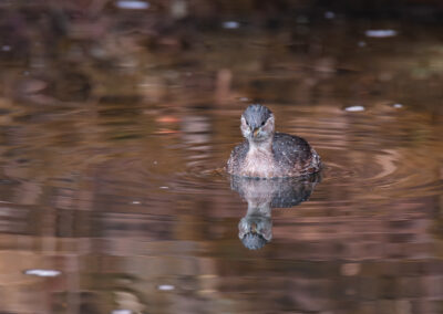Der Zwergtaucher – Vogelfoto von Stefan Berghoff, Bild 3