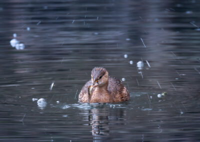 Der Zwergtaucher – Vogelfoto von Stefan Berghoff, Bild 1