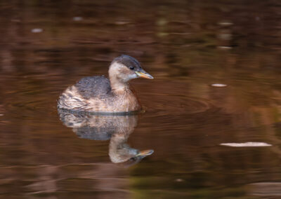 Der Zwergtaucher – Vogelfoto von Stefan Berghoff, Bild 4