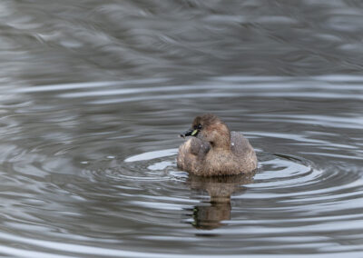 Der Zwergtaucher – Vogelfoto von Stefan Berghoff, Bild 13