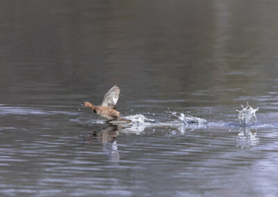 Der Zwergtaucher – Vogelfoto von Stefan Berghoff, Bild 12