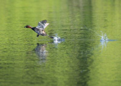 Der Zwergtaucher – Vogelfoto von Stefan Berghoff, Bild 11