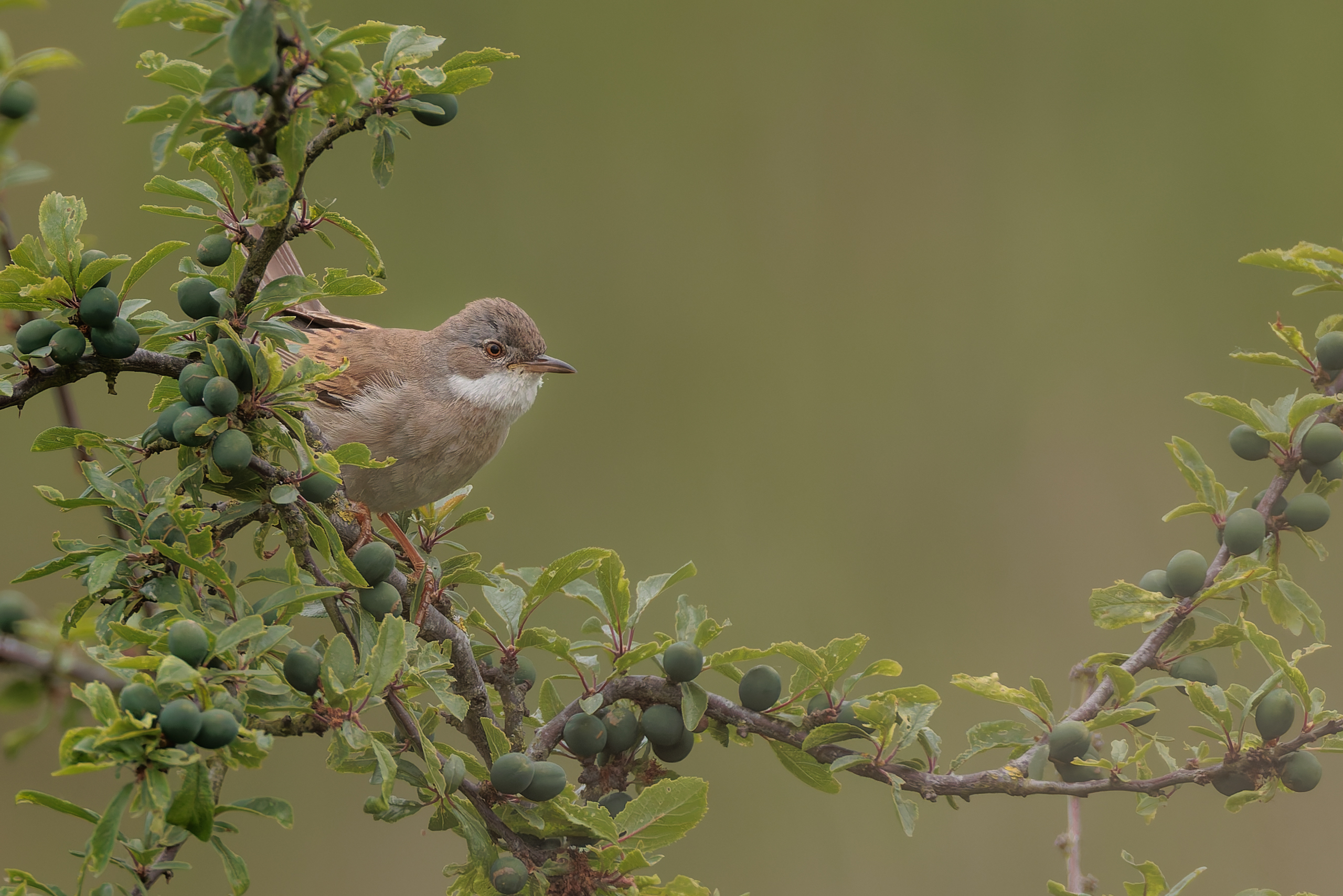 R5II9389-DxO_DeepPRIME XD2s Die Dorngrasmücke (Curruca communis) – Vogelfoto von Stefan Berghoff