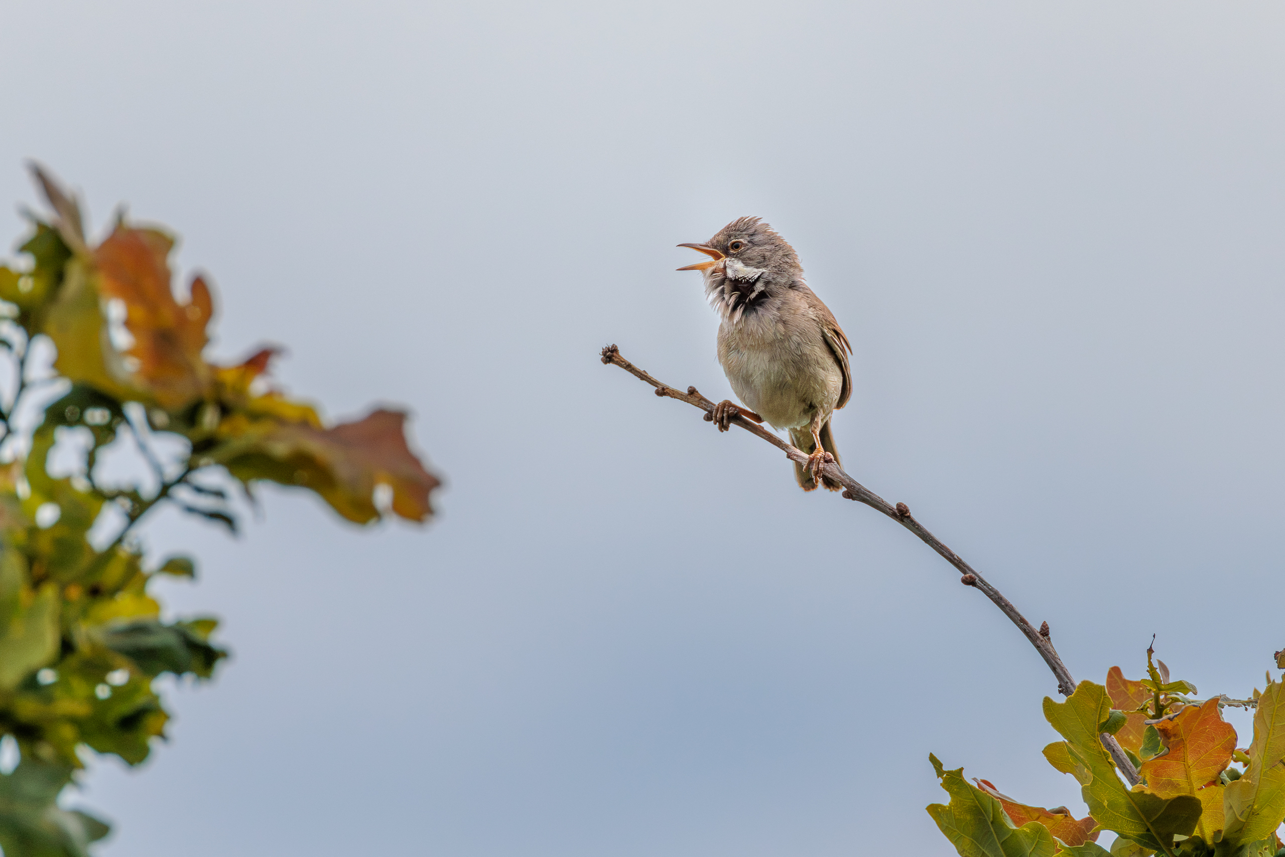 R5II9268-DxO_DeepPRIME XD2s Die Dorngrasmücke (Curruca communis) – weiteres Foto von Stefan Berghoff