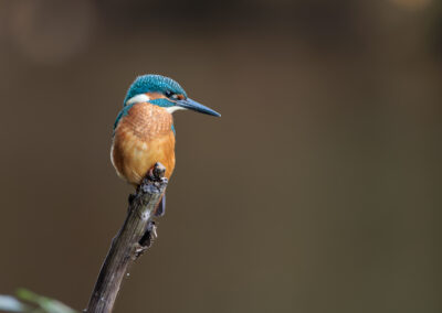Der Eisvogel – Vogelfoto von Stefan Berghoff, Bild 1