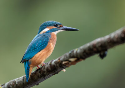Der Eisvogel – Vogelfoto von Stefan Berghoff